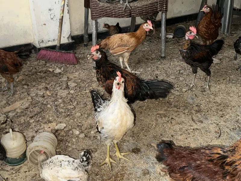 Desi Chick Golden Misri Urgent sale — photo 2
