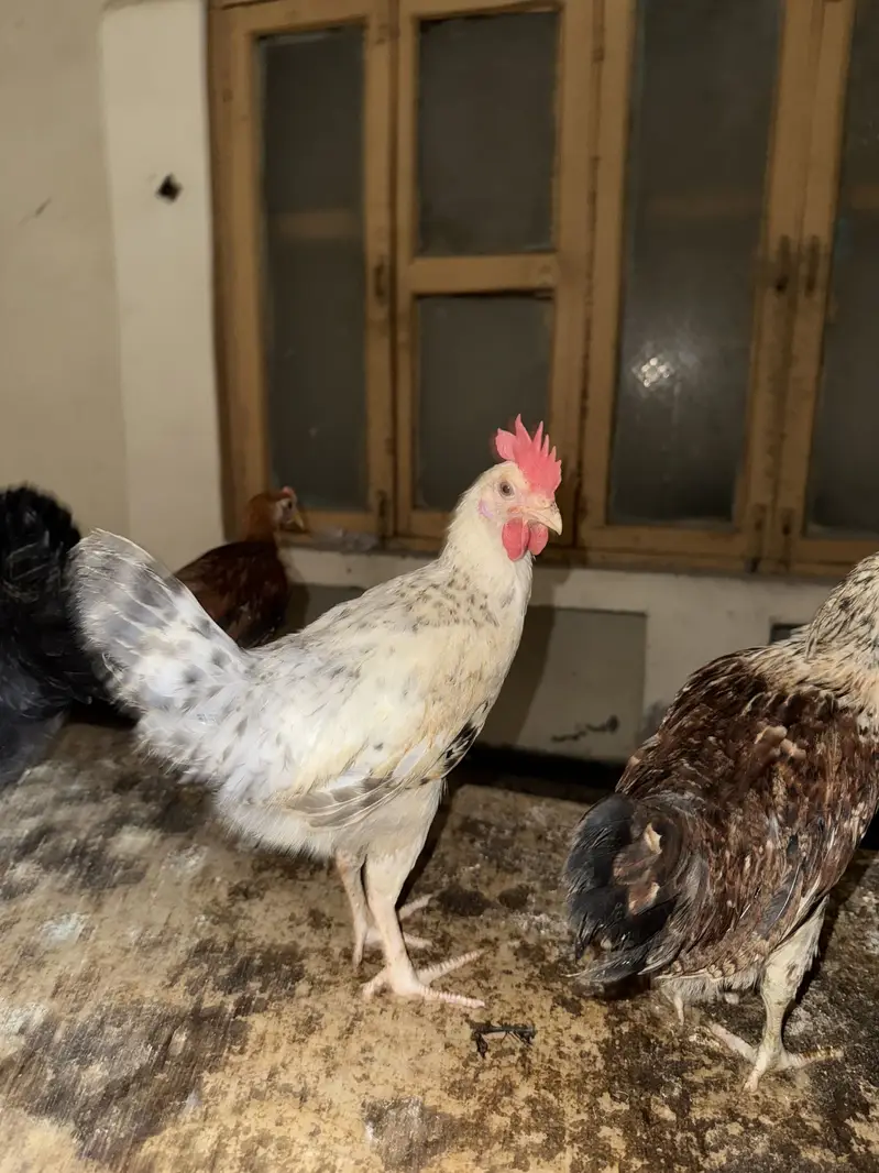 Desi Chick Golden Misri Urgent sale — photo 3
