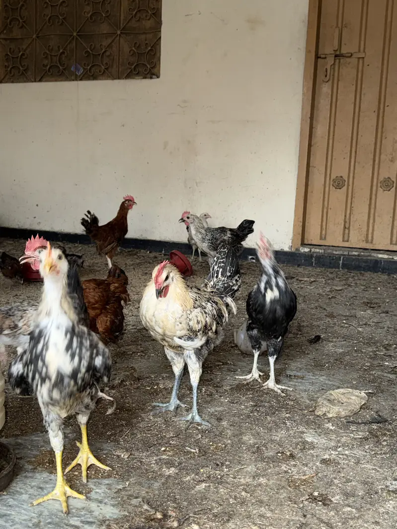 Desi Chick Golden Misri Urgent sale — photo 4
