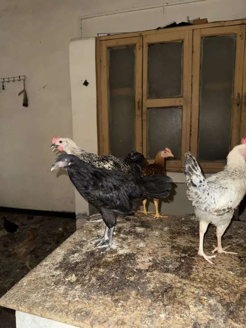 Desi Chick Golden Misri Urgent sale — photo 5