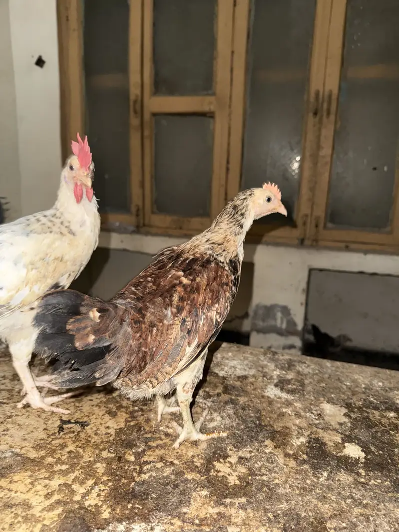Desi Chick Golden Misri Urgent sale — photo 6