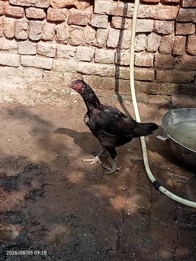Aseel pair urgent for sale