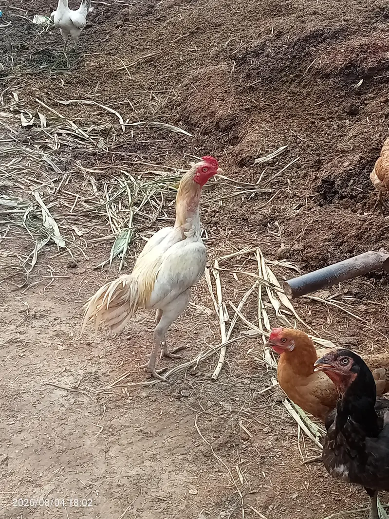 Aseel pair urgent for sale — photo 2