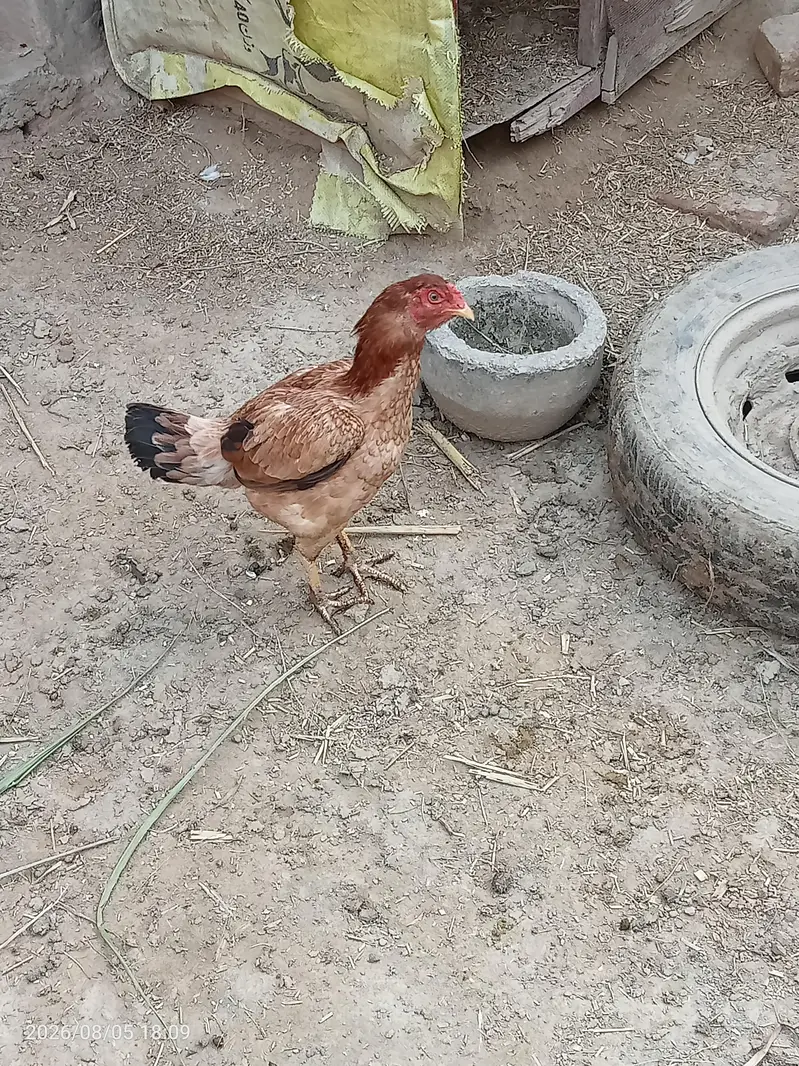 Aseel pair urgent for sale — photo 4