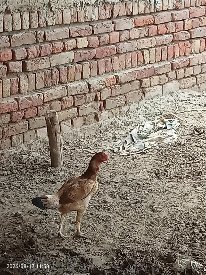 Aseel pair urgent for sale — photo 5