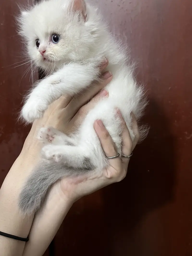 Fawn and Van Calico female kittens — photo 4