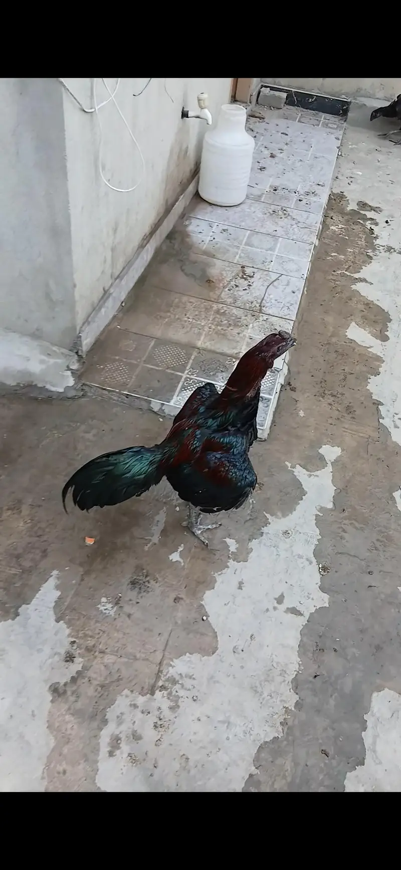 dragon choras nali or thai pakoye chicks, age 15 days — photo 2