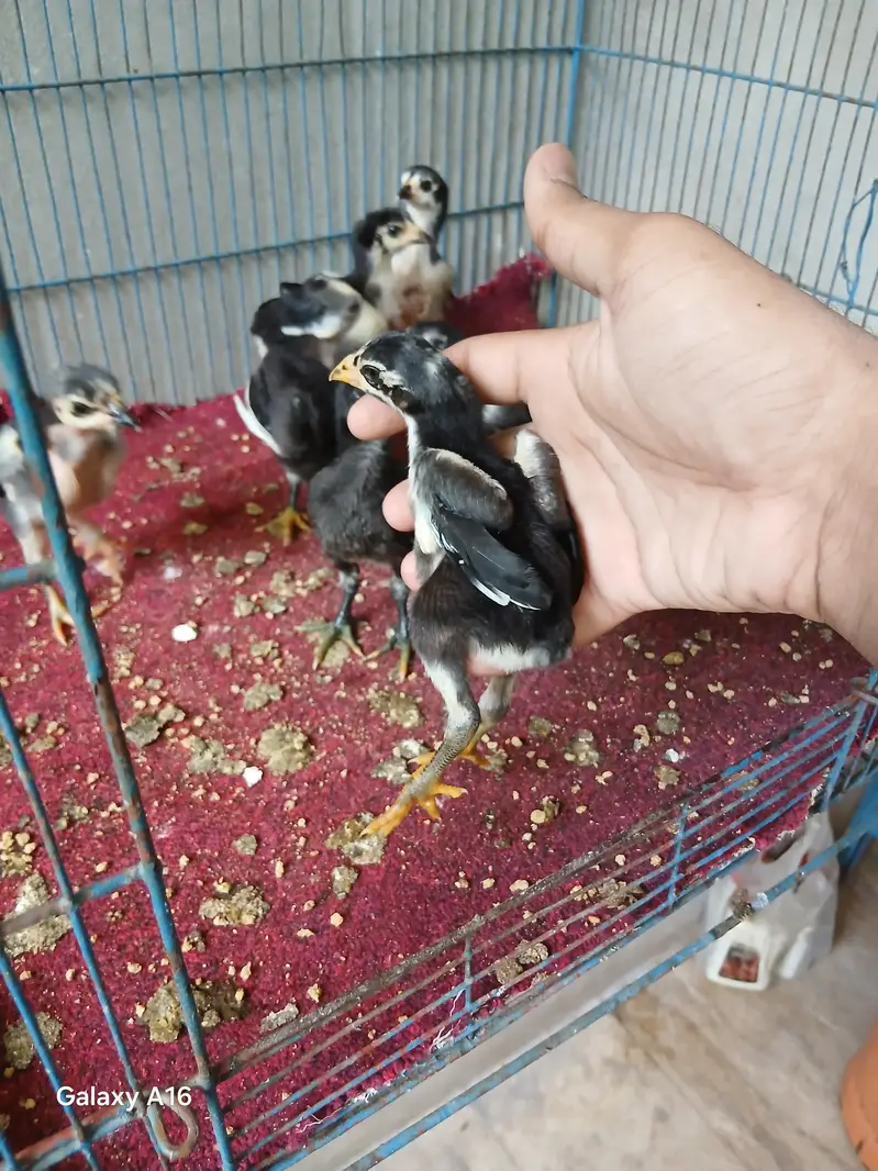 dragon choras nali or thai pakoye chicks, age 15 days — photo 4