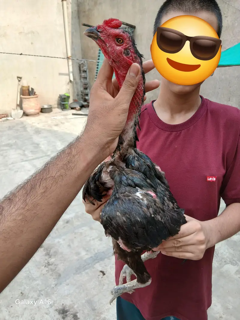 dragon choras nali or thai pakoye chicks, age 15 days — photo 5