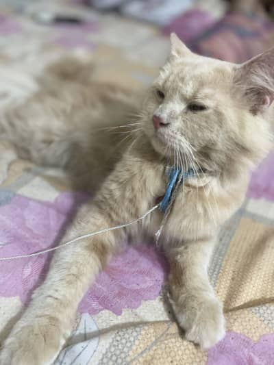 Male persian mix cat for sale