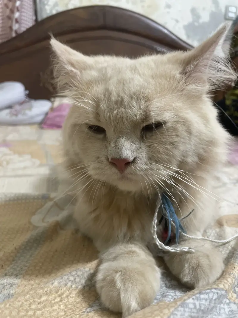 Male persian mix cat for sale — photo 2