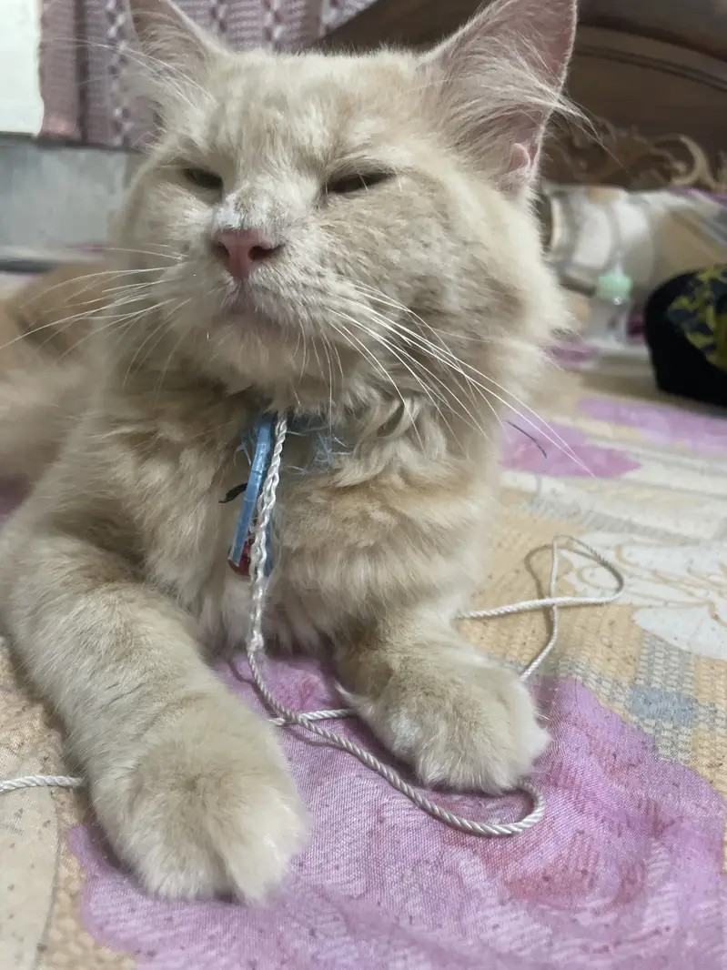 Male persian mix cat for sale — photo 3