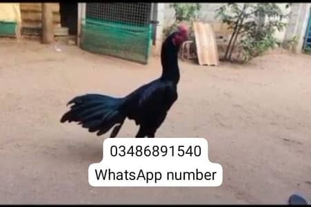 breed aseel heera my WhatsApp number