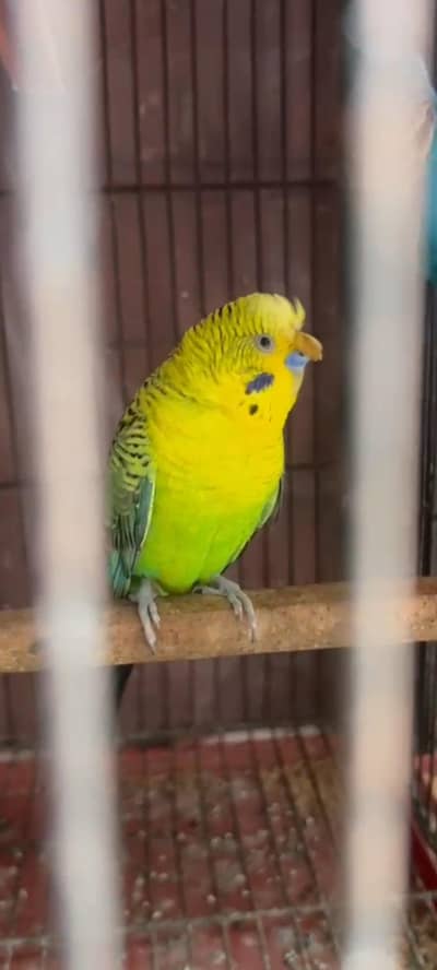blackwings hogo budgies pair available