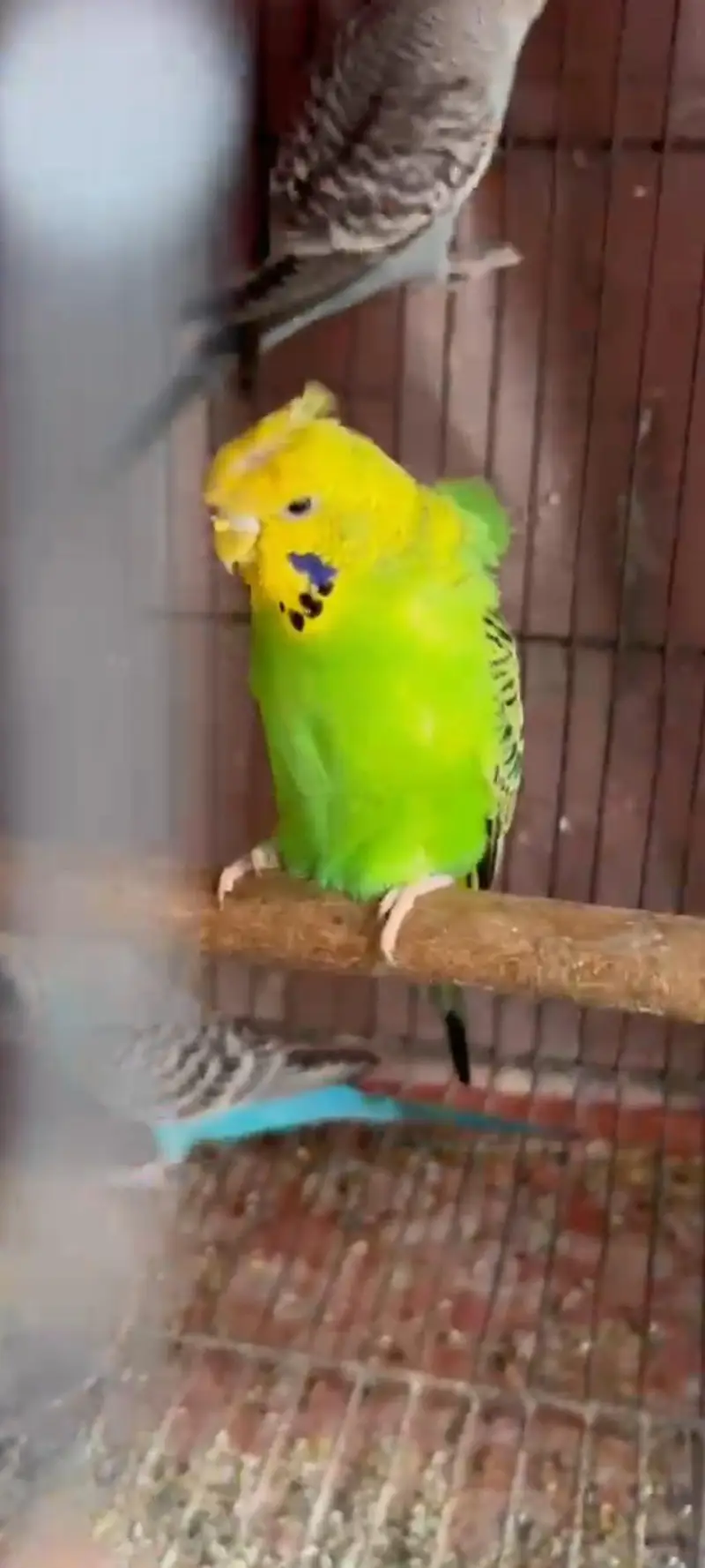 blackwings hogo budgies pair available — photo 2