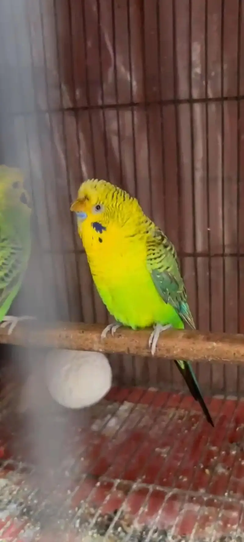 blackwings hogo budgies pair available — photo 3