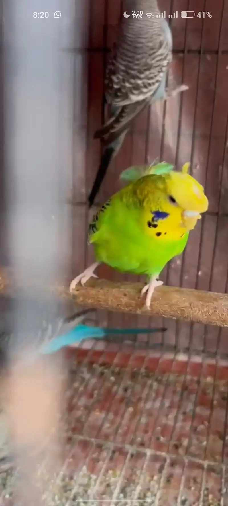 blackwings hogo budgies pair available — photo 4