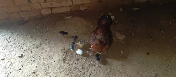 rooster
