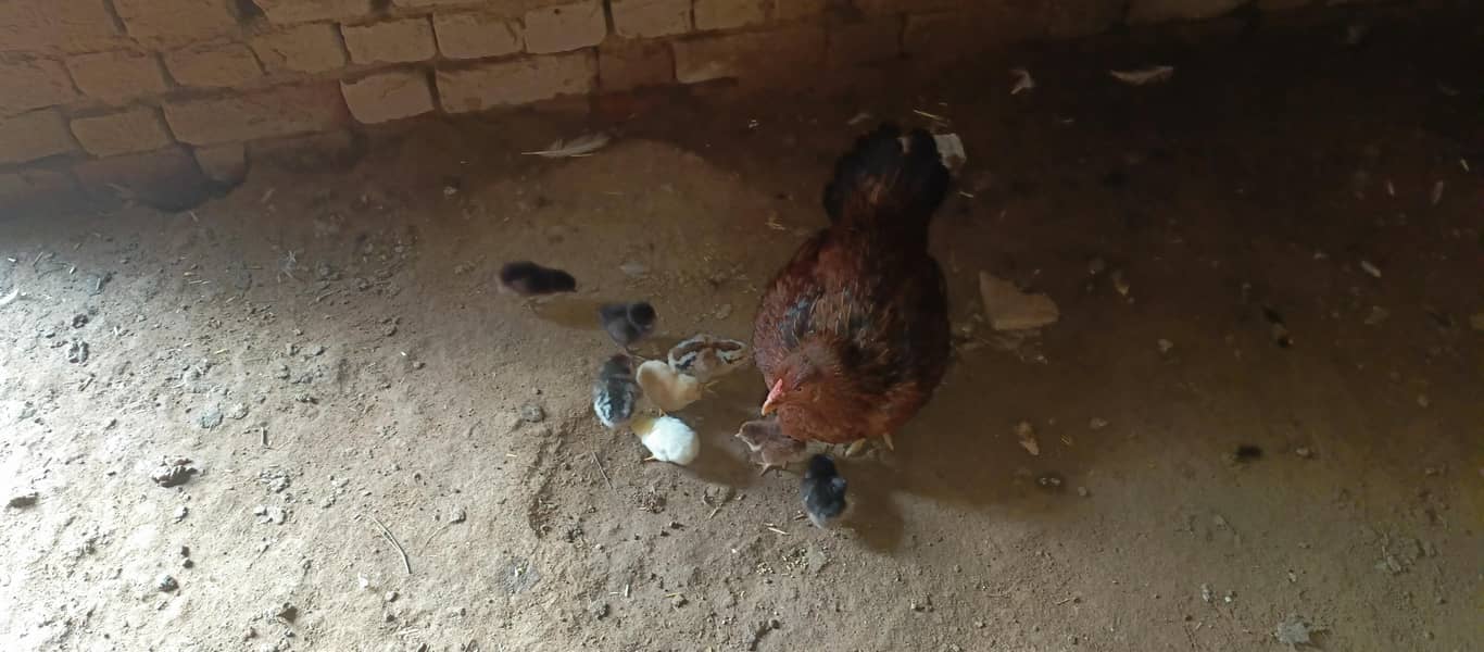 rooster 0