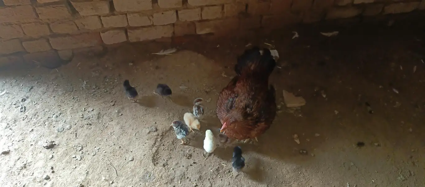rooster — photo 2