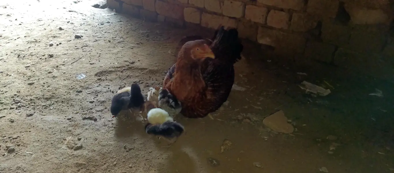 rooster — photo 3