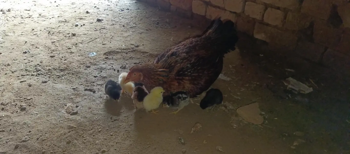 rooster — photo 4