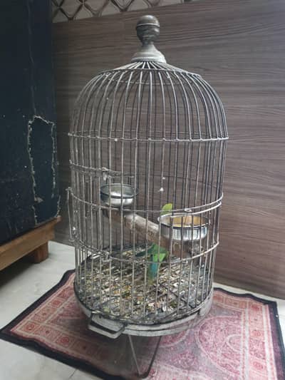 green parrot with cage