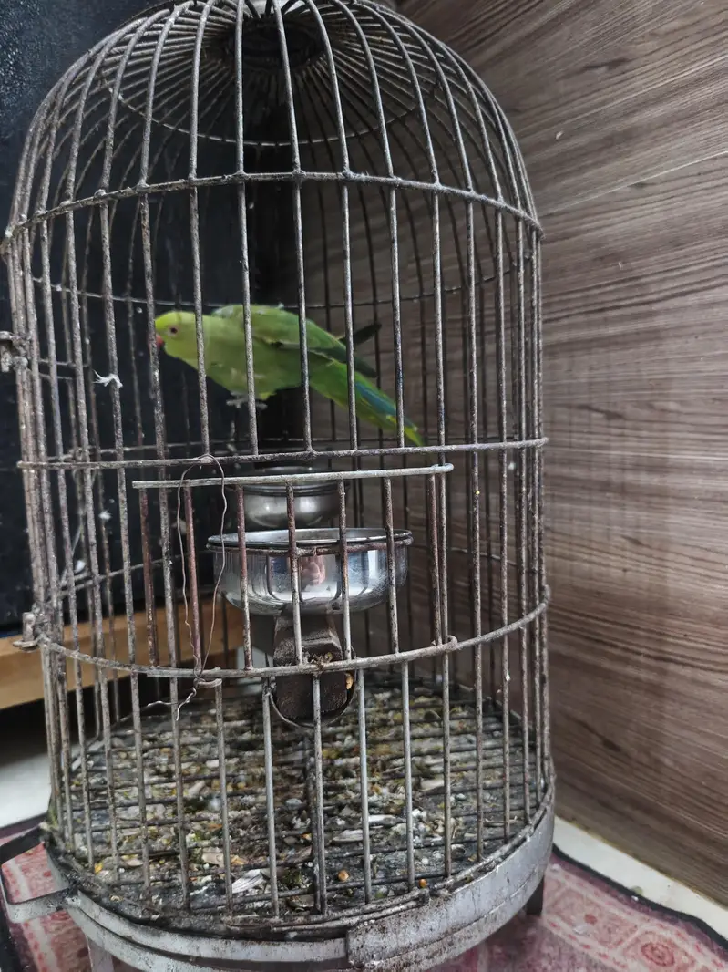 green parrot with cage — photo 2