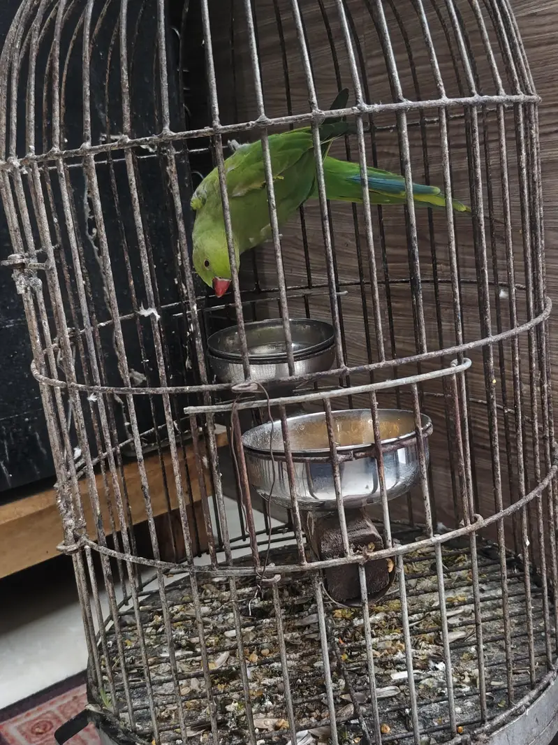 green parrot with cage — photo 3
