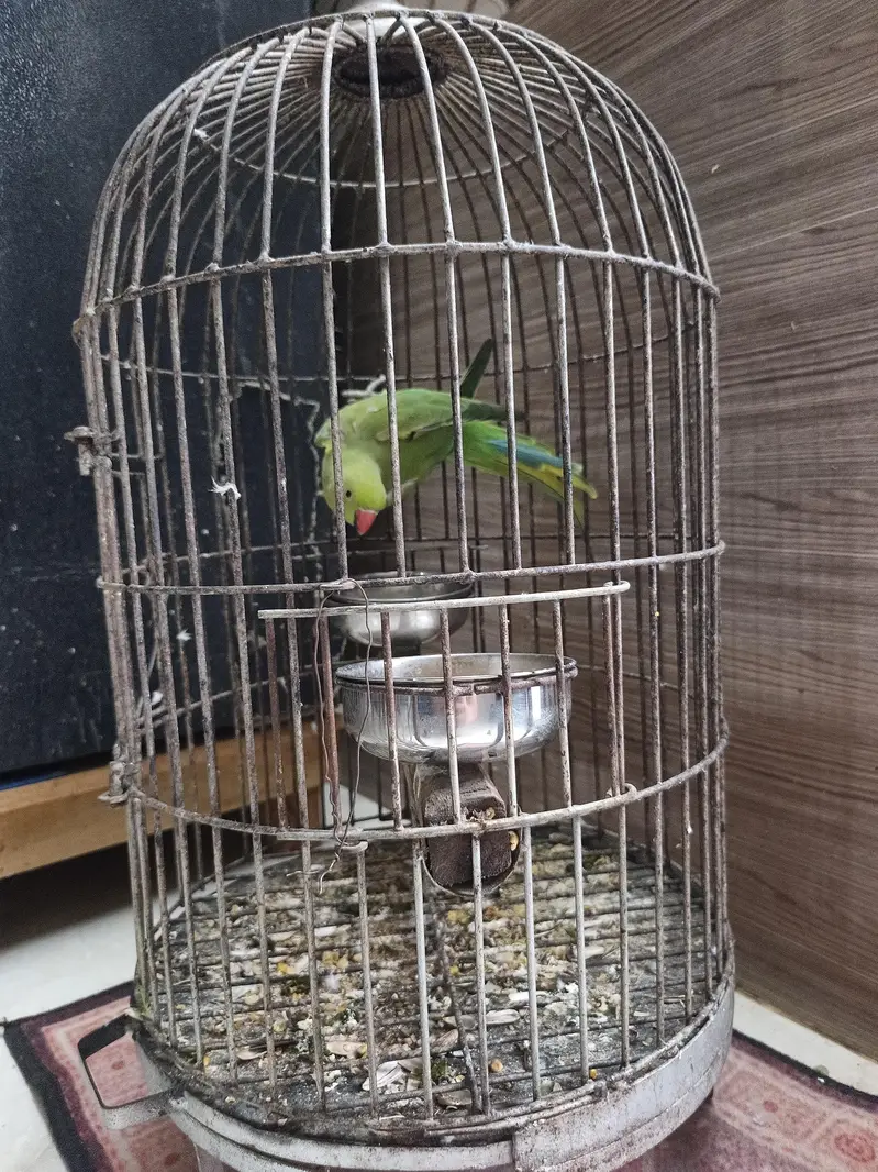 green parrot with cage — photo 4
