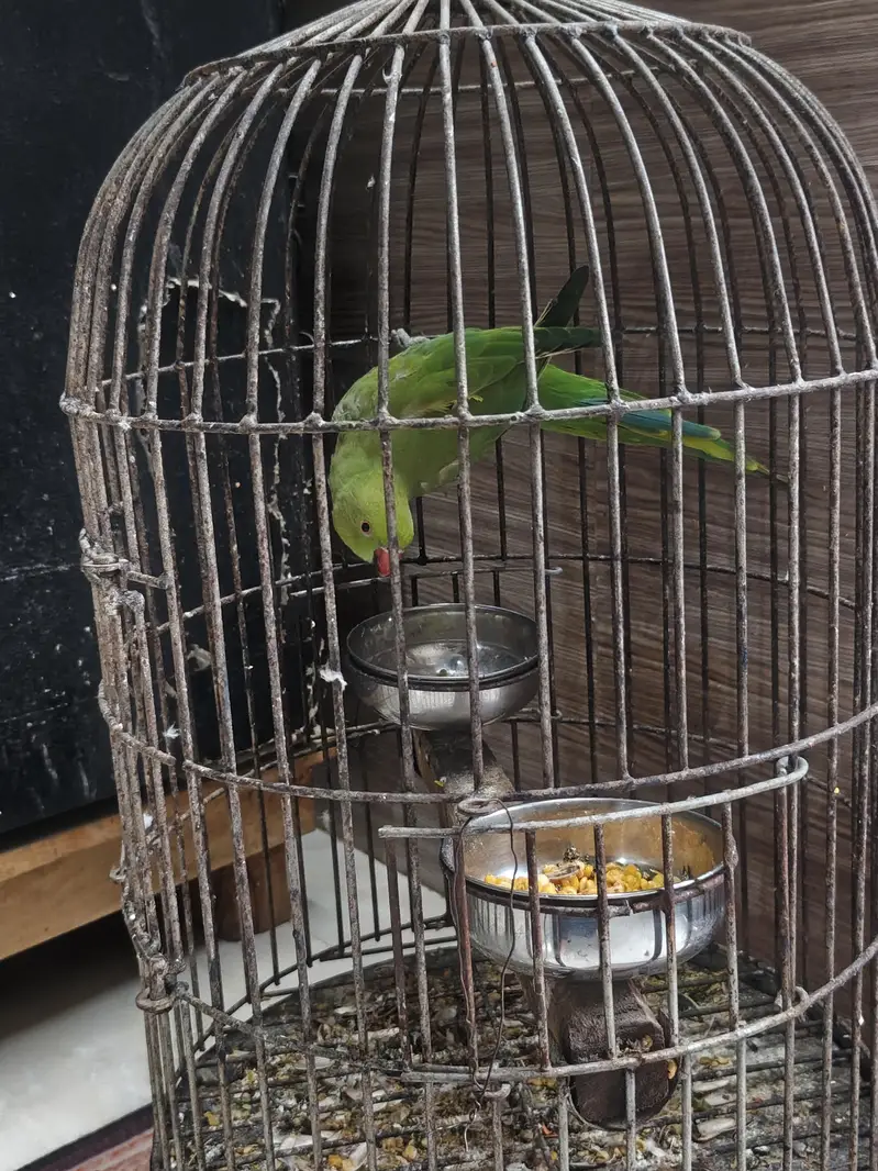 green parrot with cage — photo 5