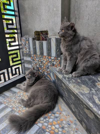 Adopt Persian Triple Coated Kittens Vacinated Litter train 03254240227