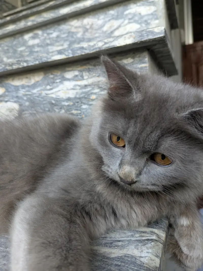 Adopt Persian Triple Coated Kittens Vacinated Litter train 03254240227 — photo 2