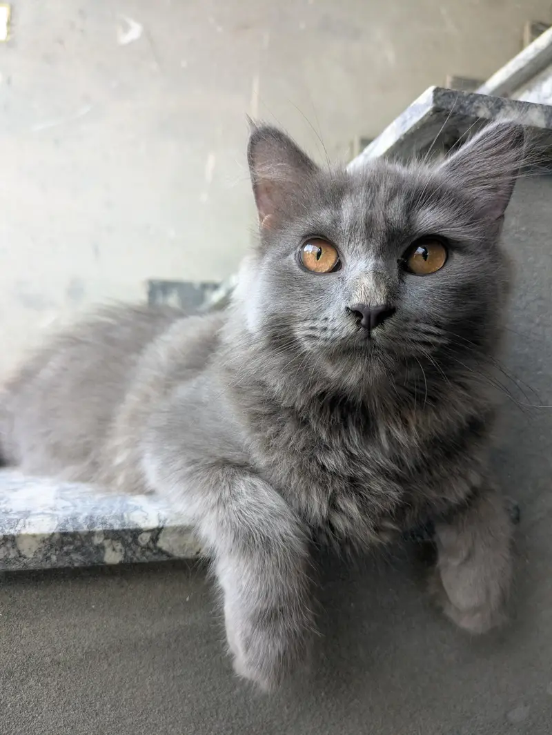 Adopt Persian Triple Coated Kittens Vacinated Litter train 03254240227 — photo 3