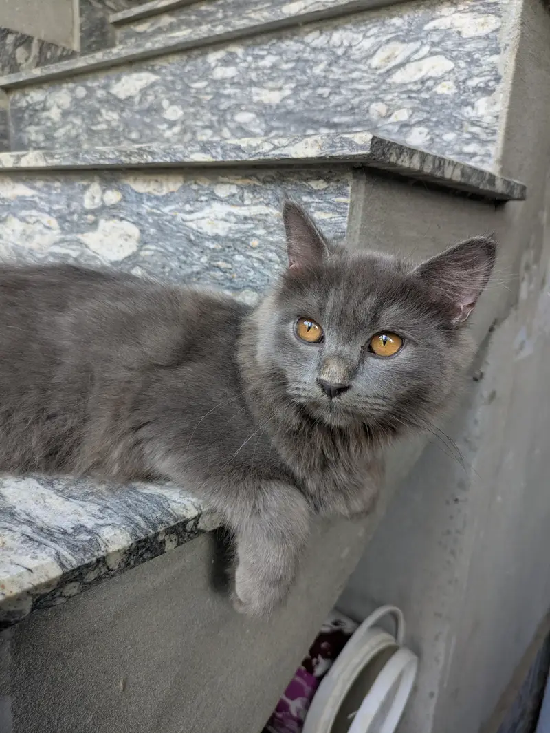 Adopt Persian Triple Coated Kittens Vacinated Litter train 03254240227 — photo 4