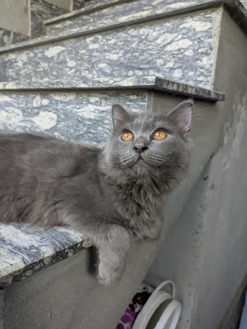 Adopt Persian Triple Coated Kittens Vacinated Litter train 03254240227 — photo 5