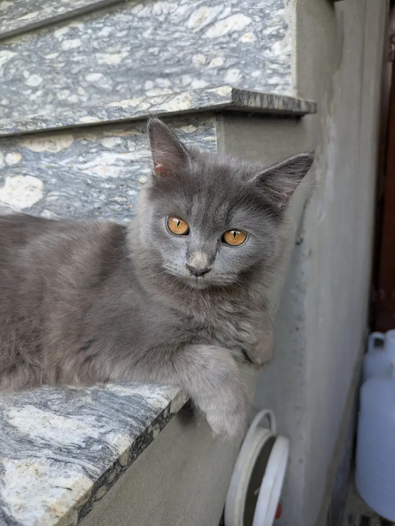 Adopt Persian Triple Coated Kittens Vacinated Litter train 03254240227 — photo 6