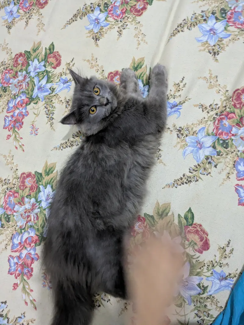 Adopt Persian Triple Coated Kittens Vacinated Litter train 03254240227 — photo 7