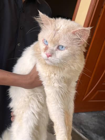 cat 