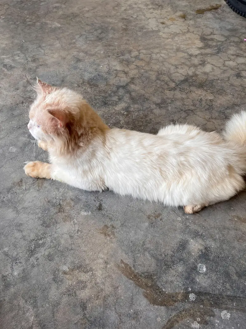 cat  — photo 2
