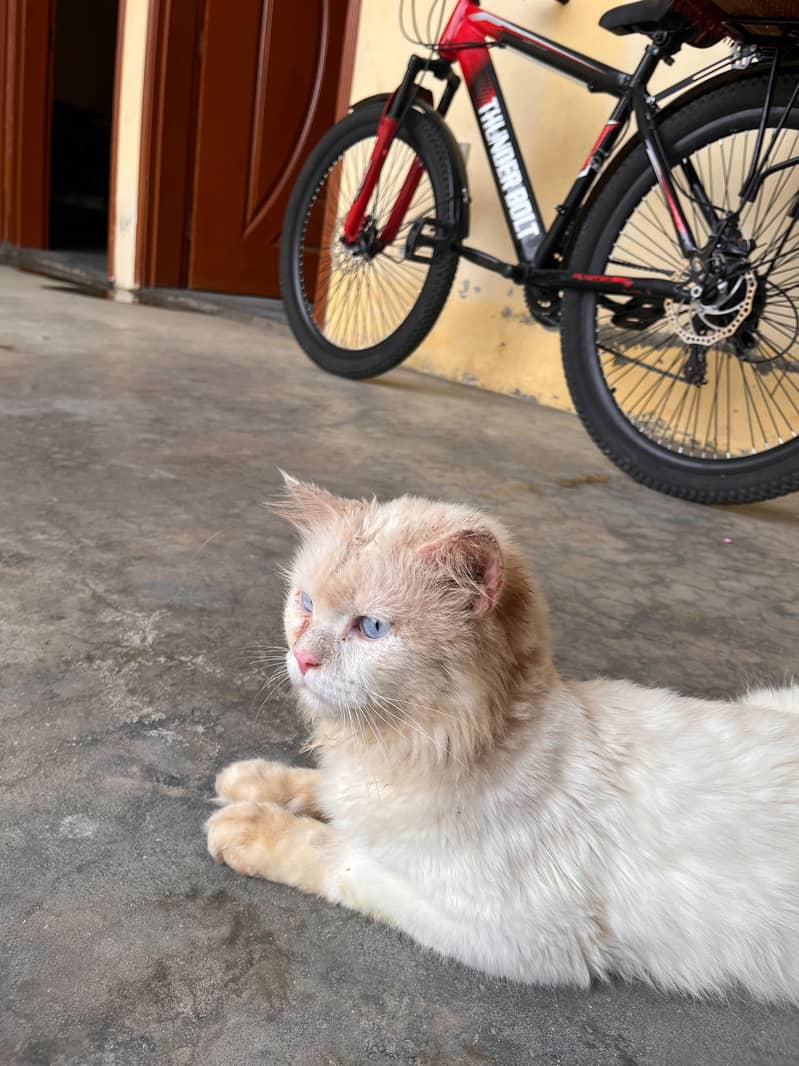 cat  2