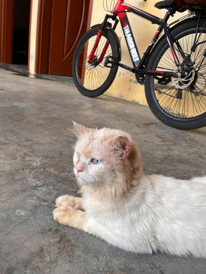 cat  — photo 3
