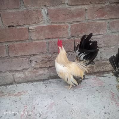 Japanese black tail+ silver sabrate males.