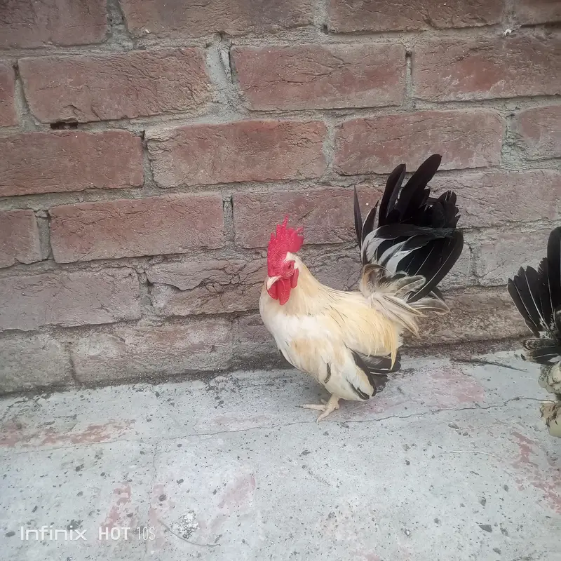 Japanese black tail+ silver sabrate males. — photo 3