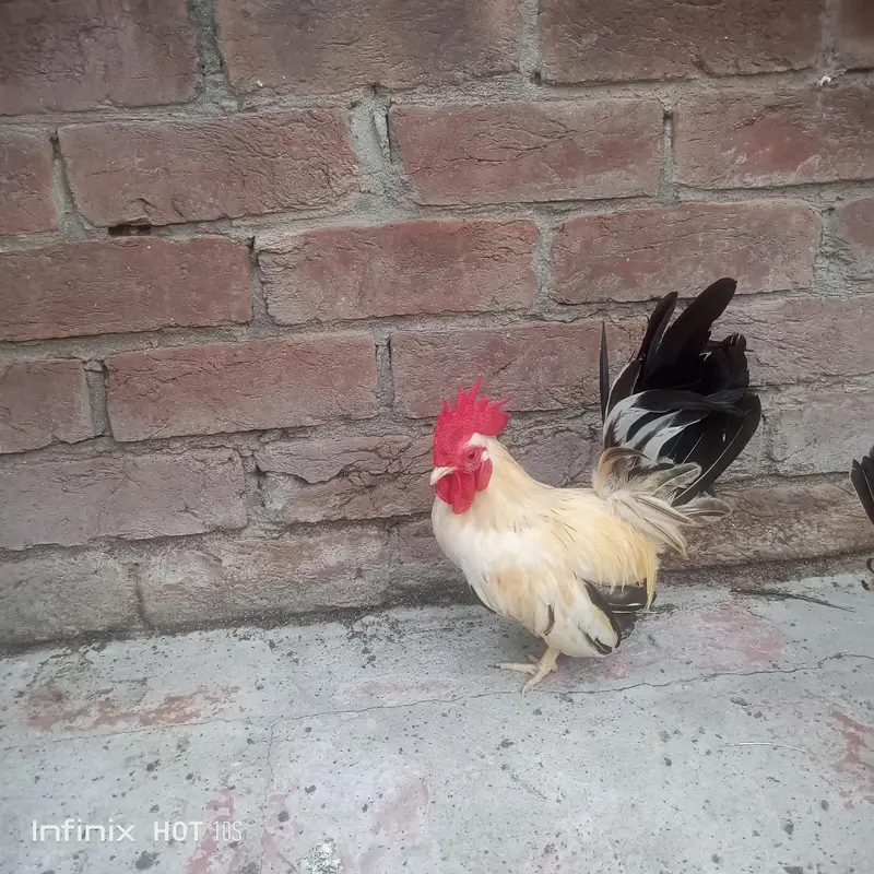 Japanese black tail+ silver sabrate males. — photo 4