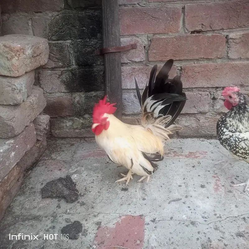 Japanese black tail+ silver sabrate males. — photo 5