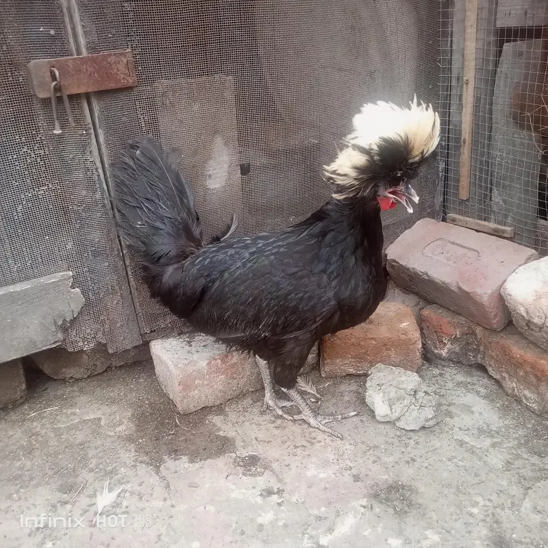 Japanese black tail+ silver sabrate males. — photo 9
