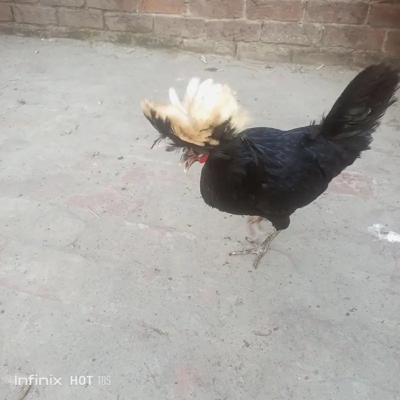 Japanese black tail+ silver sabrate males. — photo 10