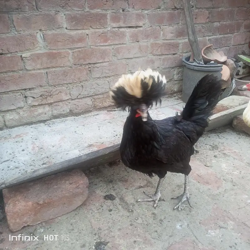 Japanese black tail+ silver sabrate males. — photo 11