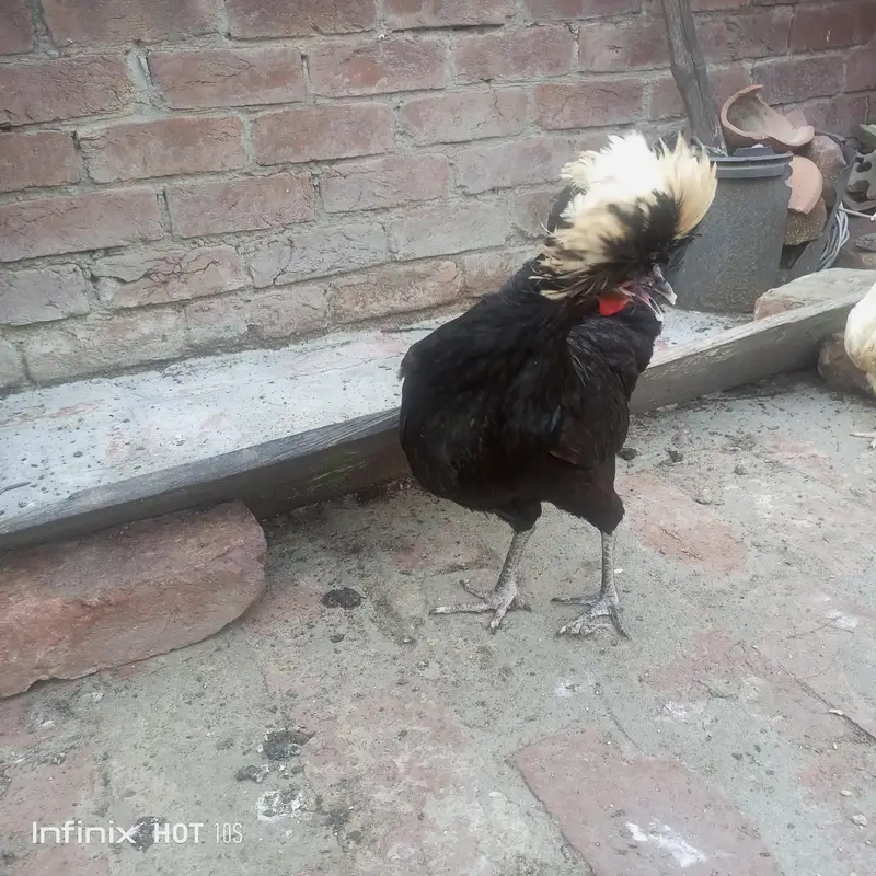 Japanese black tail+ silver sabrate males. — photo 12